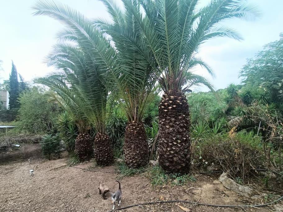 Casa Rural En El Campo Con Animales, Piscina Y Barbacoa Almodóvar del Río Eksteriør bilde