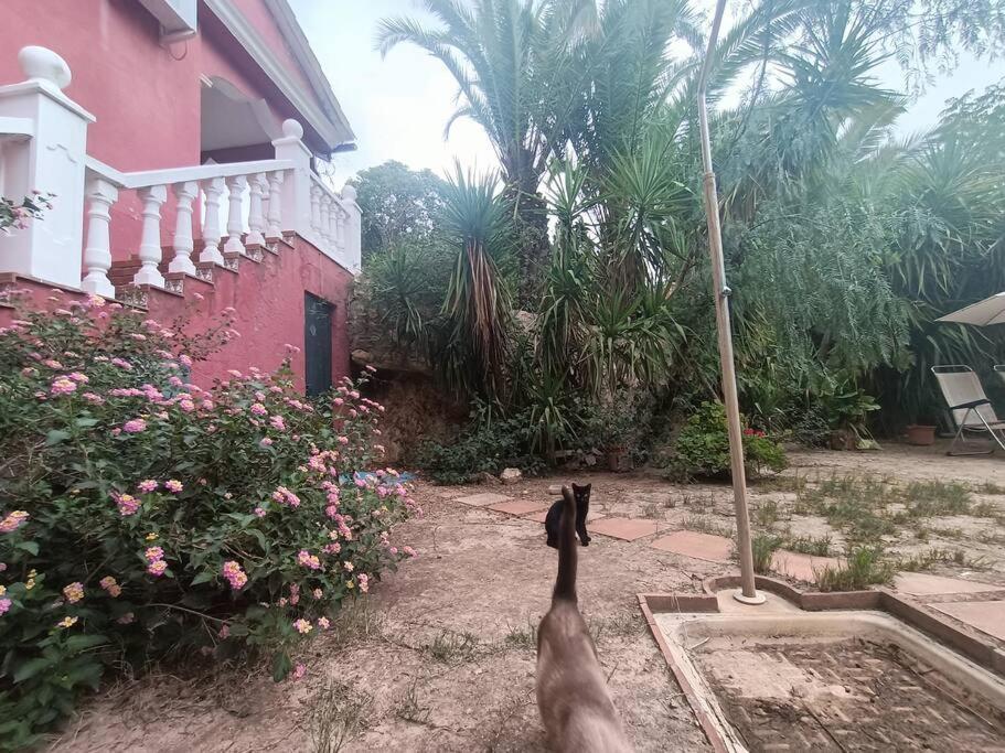 Casa Rural En El Campo Con Animales, Piscina Y Barbacoa Almodóvar del Río Eksteriør bilde