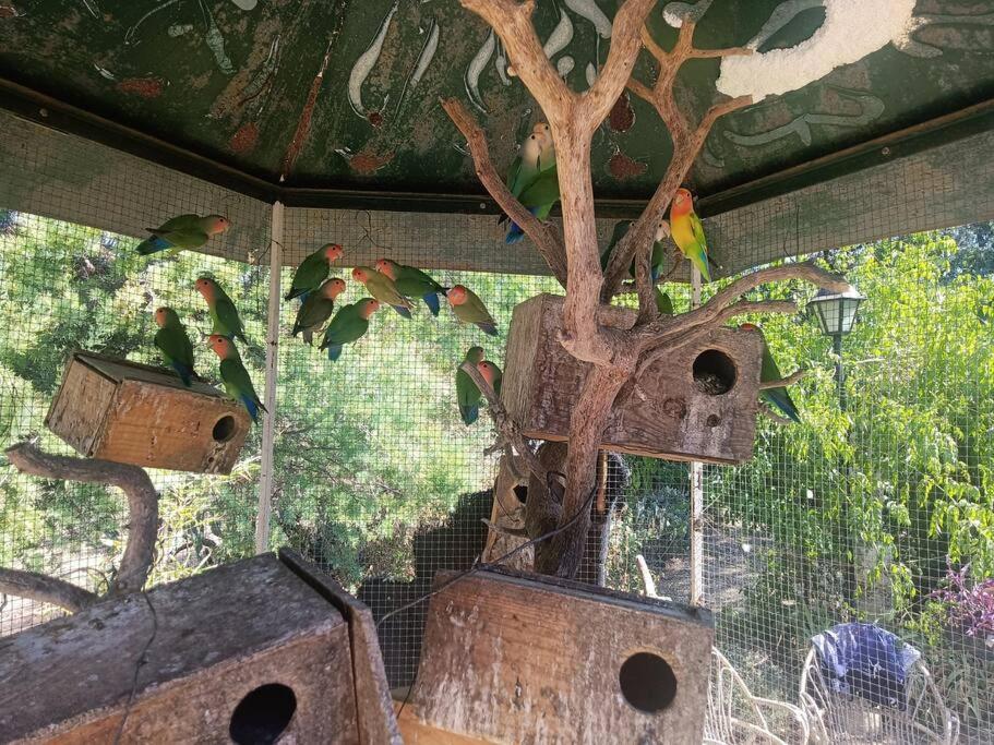 Casa Rural En El Campo Con Animales, Piscina Y Barbacoa Almodóvar del Río Eksteriør bilde