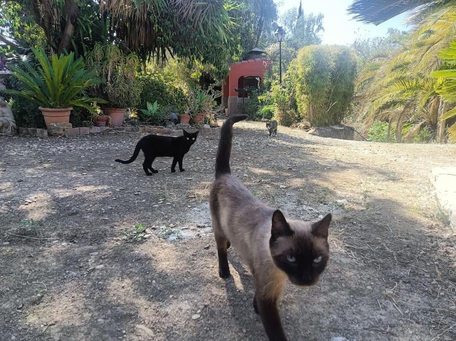 Casa Rural En El Campo Con Animales, Piscina Y Barbacoa Almodóvar del Río Eksteriør bilde