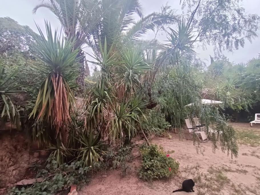 Casa Rural En El Campo Con Animales, Piscina Y Barbacoa Almodóvar del Río Eksteriør bilde